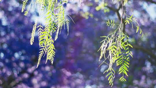 蓝花花树叶在户外阳光下悬挂