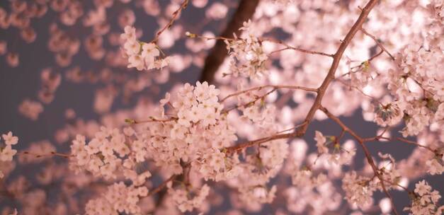 唯美春天春景春光夜色下的樱花