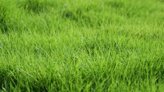 清晨绿草露水阳光绿色生态草地