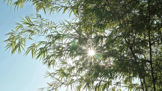 阳光照耀着一棵热带树木