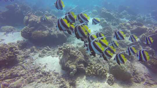 海洋生物大海鱼群