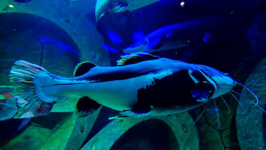 鱼缸鱼群 海洋馆 水族馆 海底世界