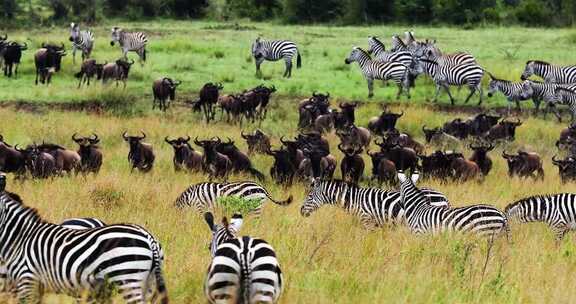 非洲肯尼亚大草原野生动物合集