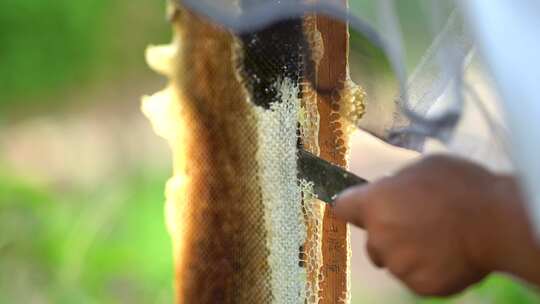 养蜂人 蜜蜂视频素材模板下载