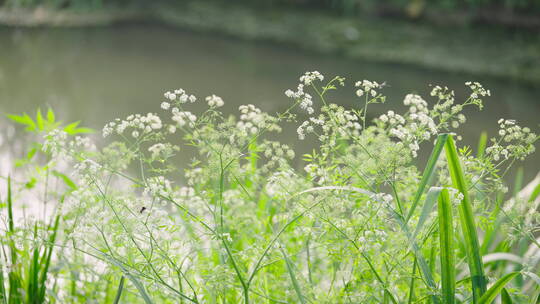 夏天阳光下的河边花丛