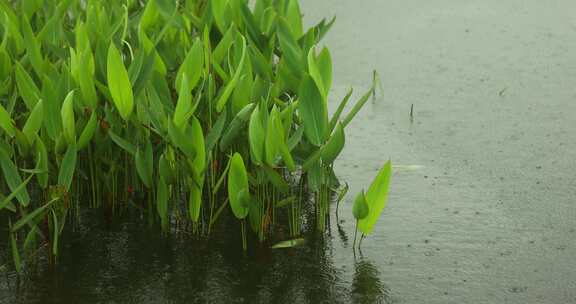 （慢镜）下雨天雨水落在湖面上水草摇曳