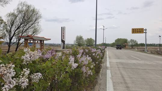 延和道路旁边满开花