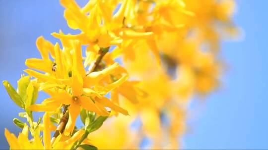 连翘黄花开在春天