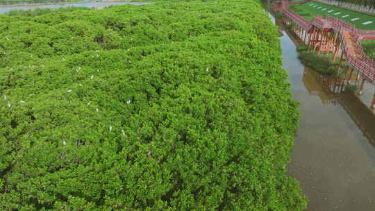 红树林湿地 海边红树林 候鸟 栖息地航拍