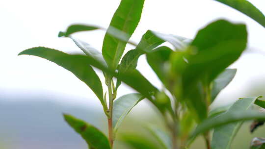 茶叶 春天 嫩叶 茶树 
