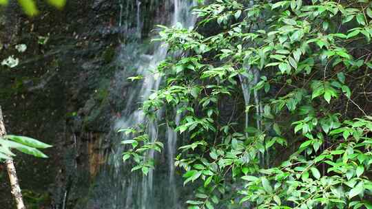 森林流水大自然小溪水瀑布山涧水源泉水山水