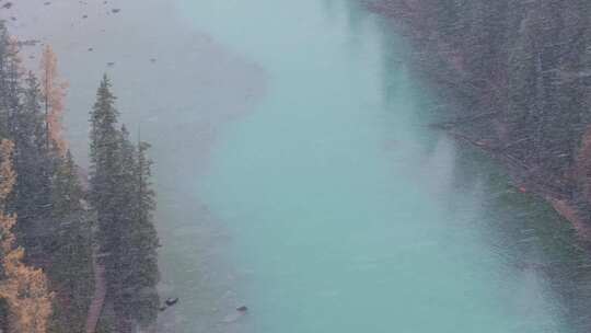 航拍大雪纷飞的新疆喀纳斯河畔秋色