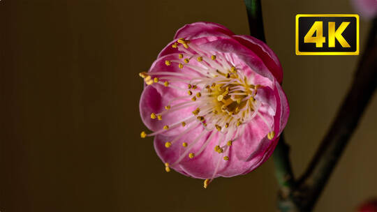 4K红梅白梅腊梅花 延时实景合集
