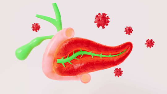 人胰腺，胆囊器官模型，三维绘制。
