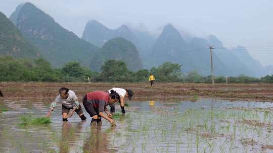 农民在水田中弯腰插秧的场景