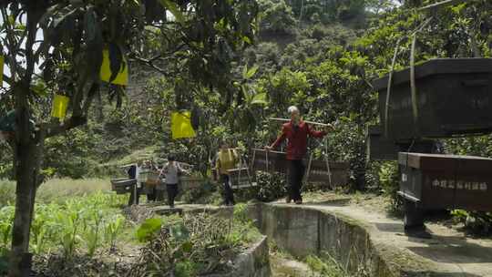 蜂农挑蜂进山