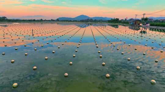 夕阳下的淡水珍珠养殖基地