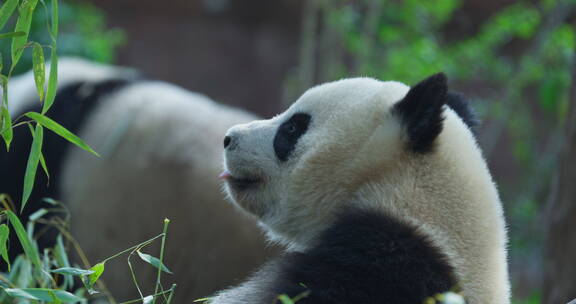大熊猫在四川成都熊猫基地吃竹子