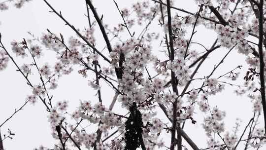 春天阳光下的樱花花朵