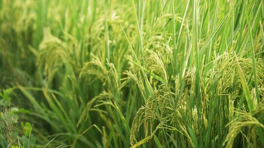 丰收在望的水稻
