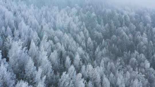 航拍森林雪景下雪冬季风景大雪小雪大寒小寒