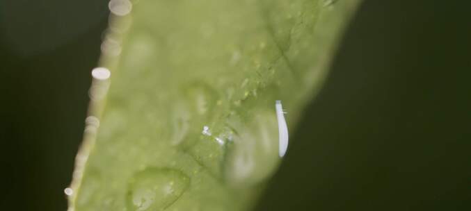 雨中打在叶子上特写镜头