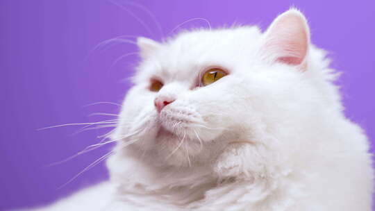 可猫、小猫、白猫、猫咪生活日常 可爱萌猫视频素材模板下载