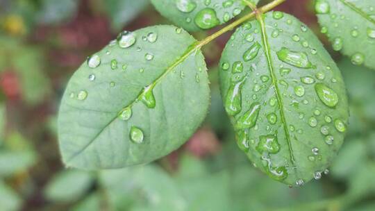 雨天叶子上的露水微距水滴4k超清