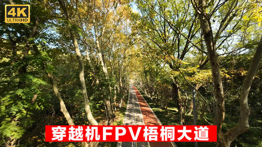 FPV穿越机在南京秋天的梧桐大道上飞行