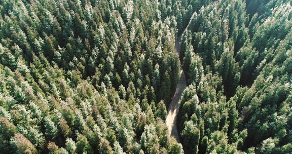 航拍大山松树林