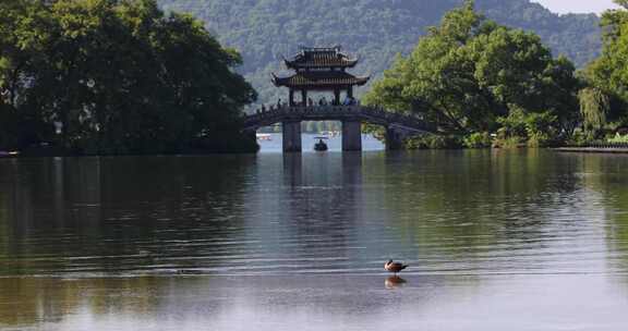 杭州西湖夏天曲院风荷玉带晴虹桥风光