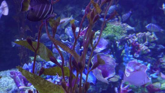 【镜头合集】海洋生态海带海藻水藻深海