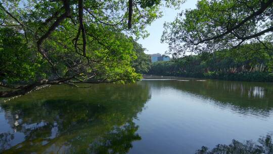 广州流花湖公园大榕树与湖畔绿树林风光
