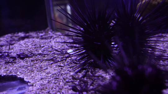 【镜头合集】黑色海胆海鲜海洋和生物
