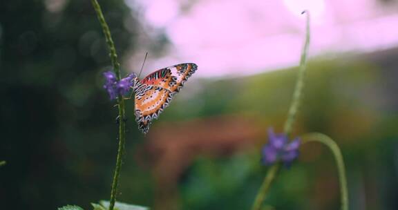 帝王蝶在植物上飞舞