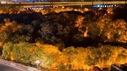 额济纳胡杨林小火车内蒙古风景秋天胡杨