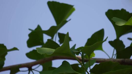 树叶银杏树绿色植物