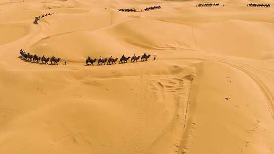 行走的沙漠骆驼队伍