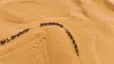 行走的沙漠骆驼队伍高清在线视频素材下载