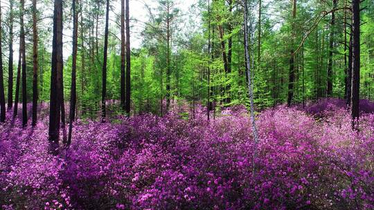 杜鹃花绽放的森林春景