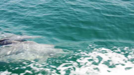 海豚在海洋中游泳视频素材模板下载