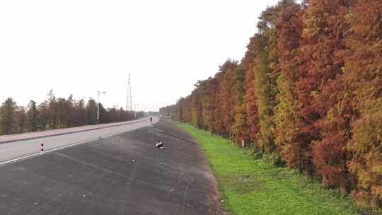 中国广东省佛山市顺德伦教水杉