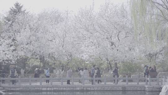 济南五龙潭 百花公园 春日素材