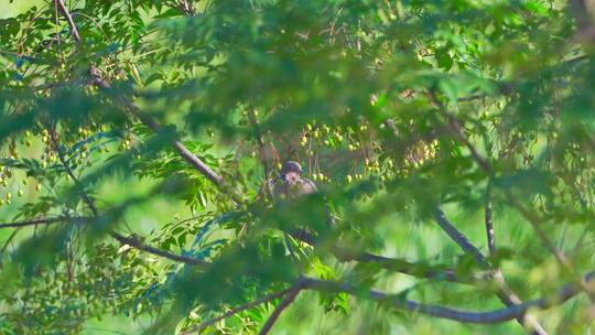 南方乡村苦楝树上的珠颈斑鸠