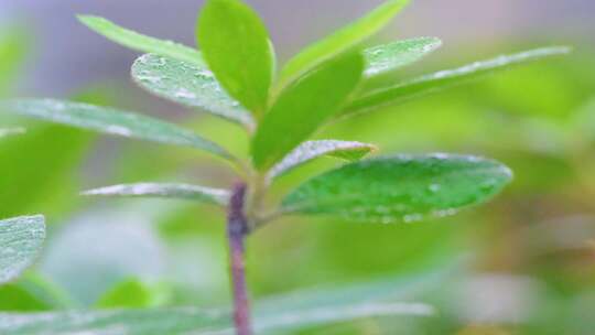 城市下暴雨下雨天雨水雨滴植物树叶子草木雨