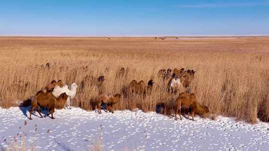 冬季草原上的骆驼