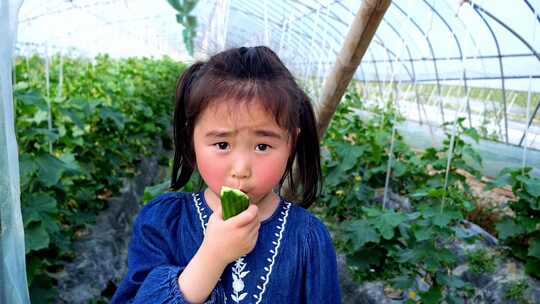 水果黄瓜种植 小朋友吃水果黄瓜