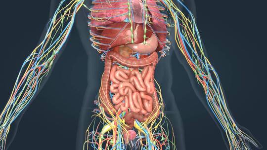 人体器官三维动画 肺脏 心脏 肝脏 肾脏