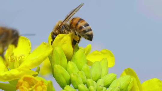 可爱萌蜜蜂油菜花上采蜜授粉特写慢镜头