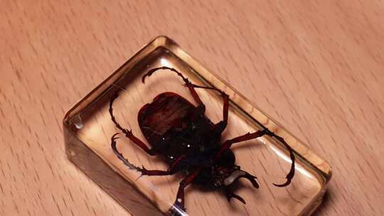 鹿角金龟背部腹部昆虫标本琥珀 (1)